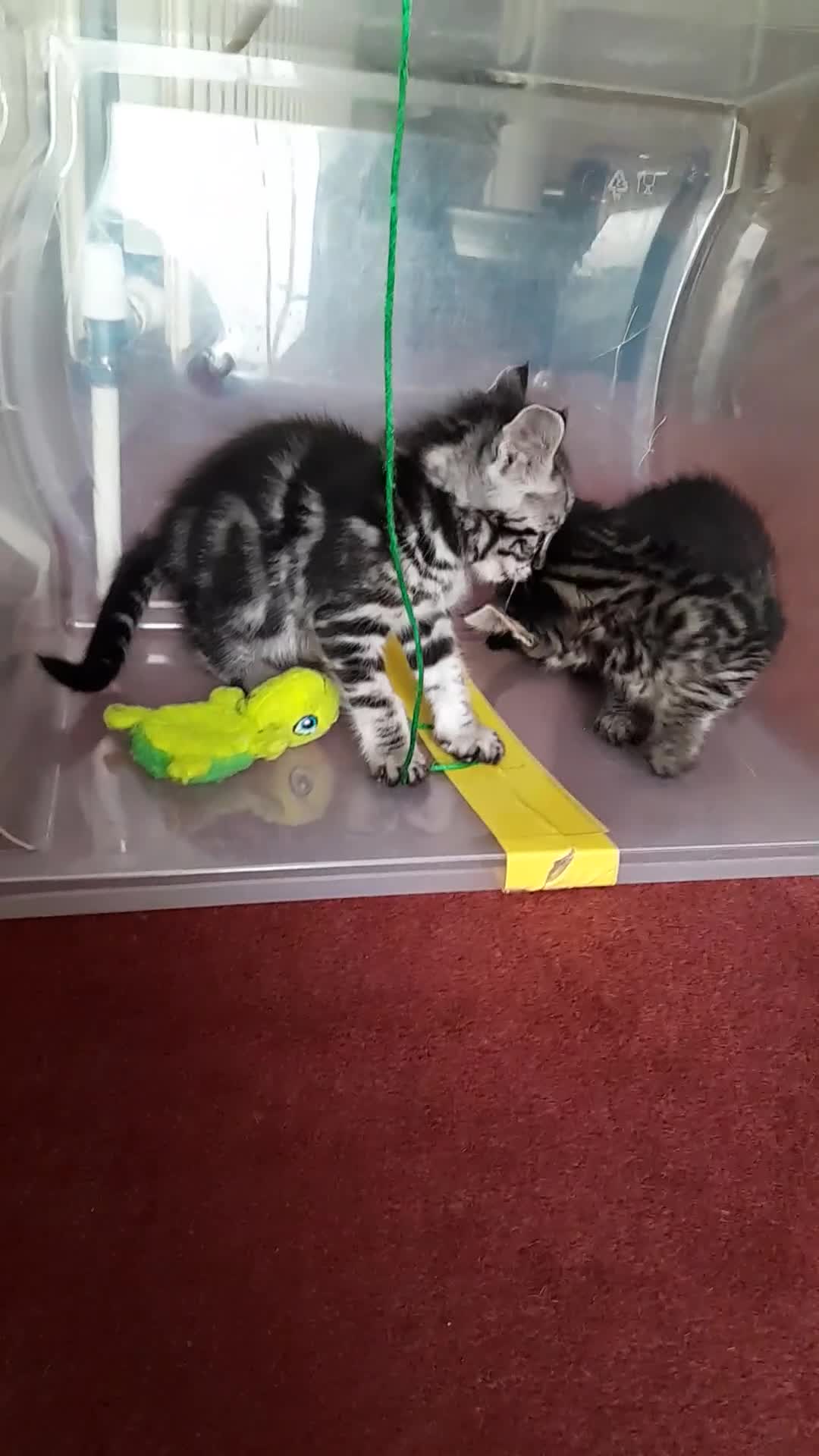 Savannah cats for sale: Top Pedigree Tica Reg F5 Savannah kittens in Darlington - Video 2