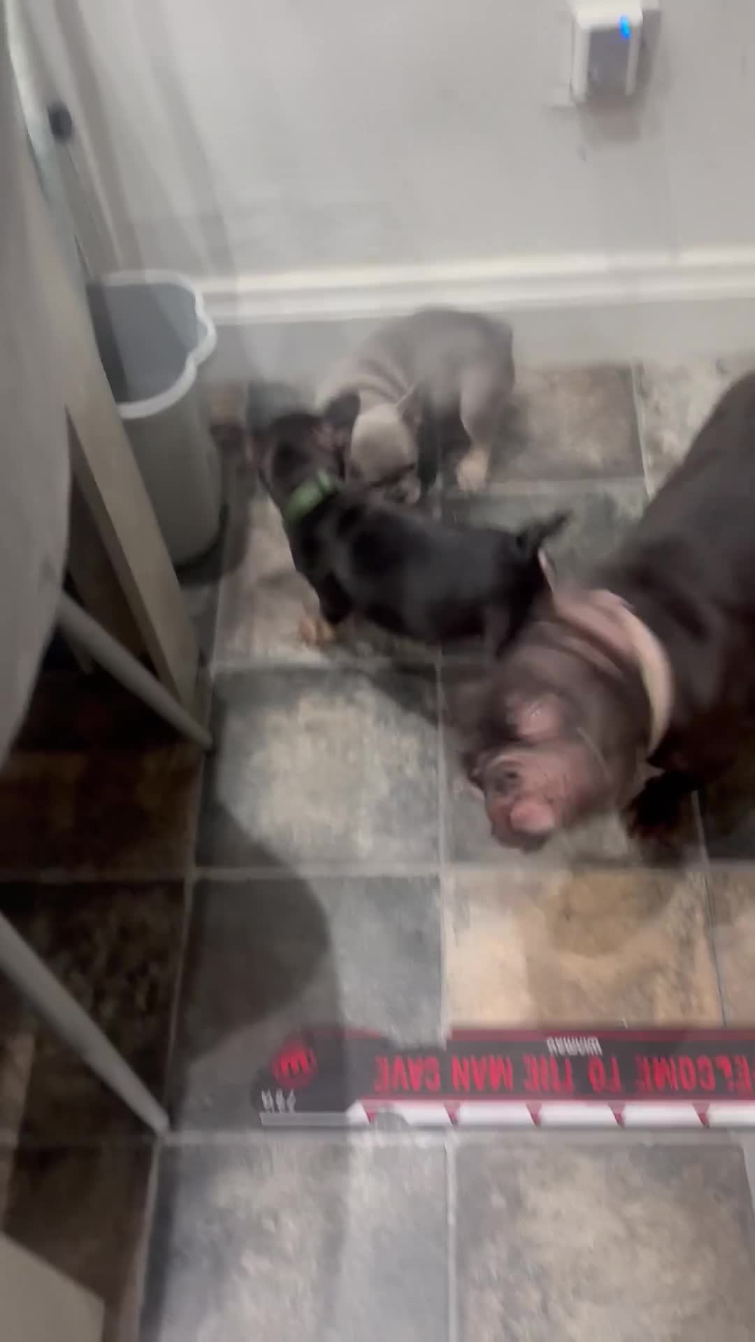 French Bulldog dogs for sale: Beautiful Chunky Chocolate Tan Boy and Lilac Bitch - Video 2