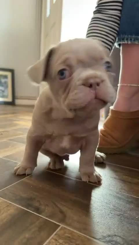 French Bulldog dogs for sale: READY LAST BLUE GIRL LEFT  - Video 2