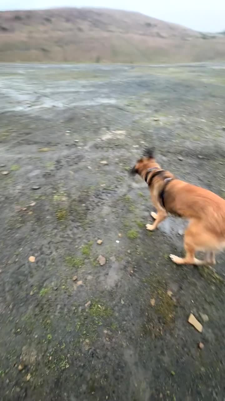 Mixed Breed dogs for sale: Roxy.  - Video 3