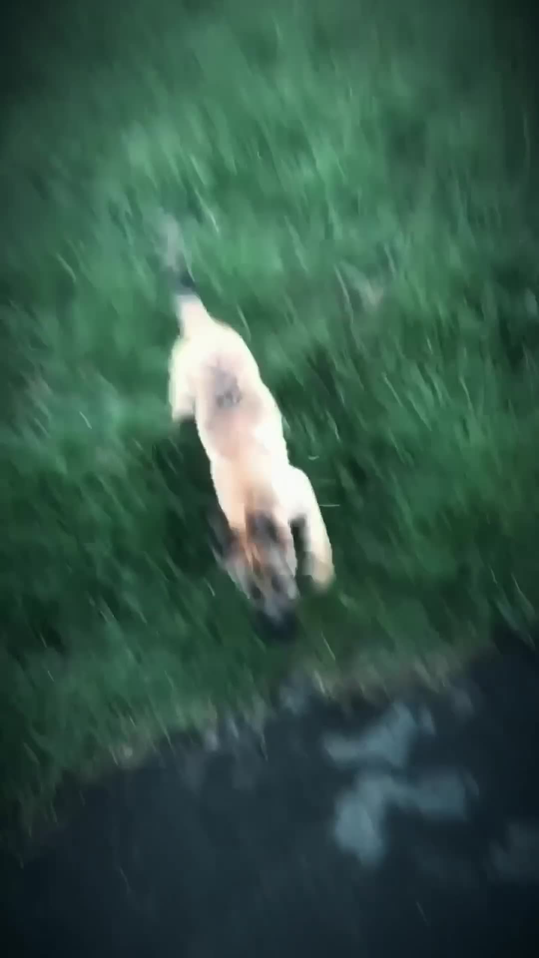 Mixed Breed dogs for sale: Roxy.  - Video 2