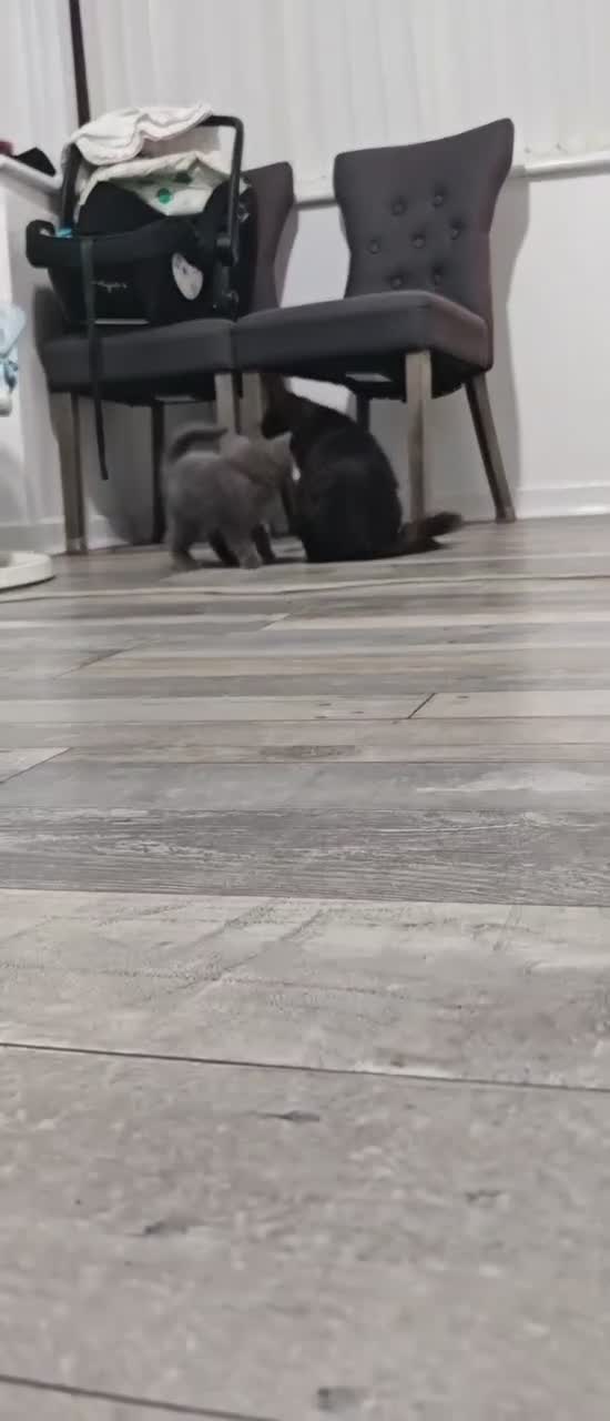 Mixed Breed cats for sale: Adorable Kittens –Ready for Their Forever Homes 🐾 - Video 2
