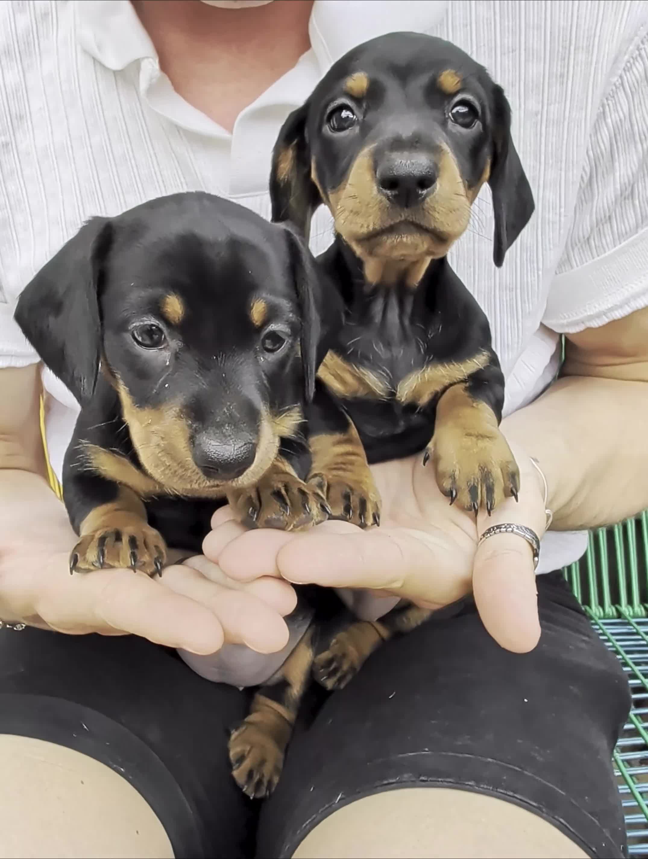 Dachshund dogs for sale: LET DOWN ON LAST PUPPY DACHSHUND  - Video 2
