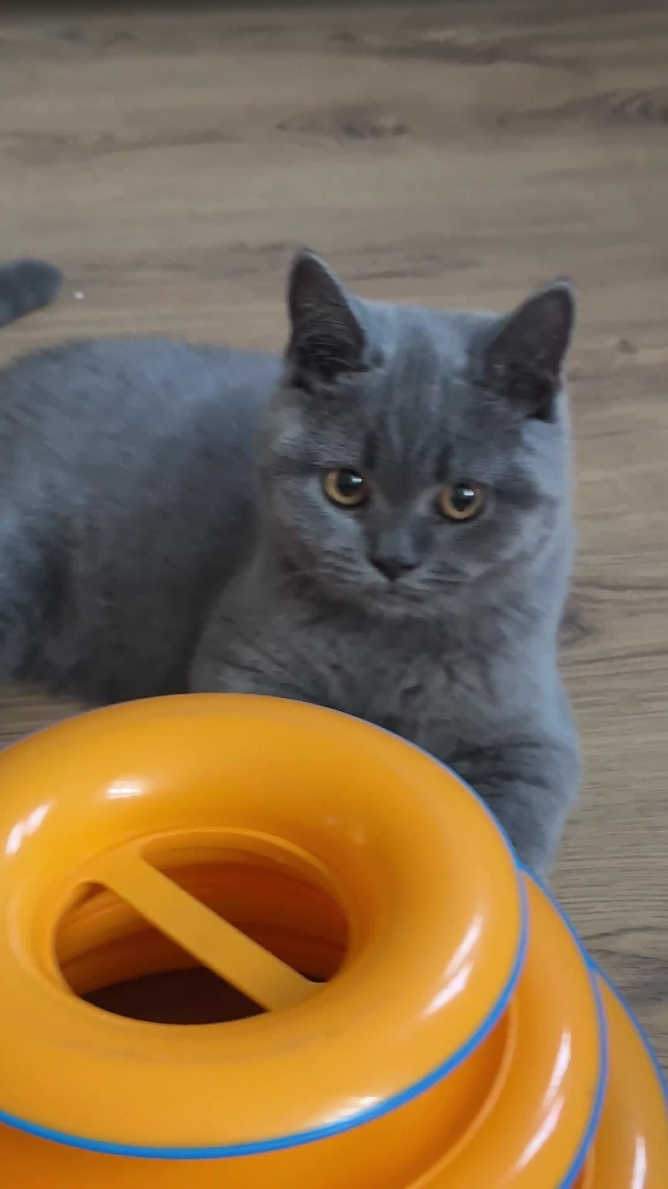 British Shorthair cats for sale: Beautiful GCCF Registered BSH Kittens - Ready Now - Video 1