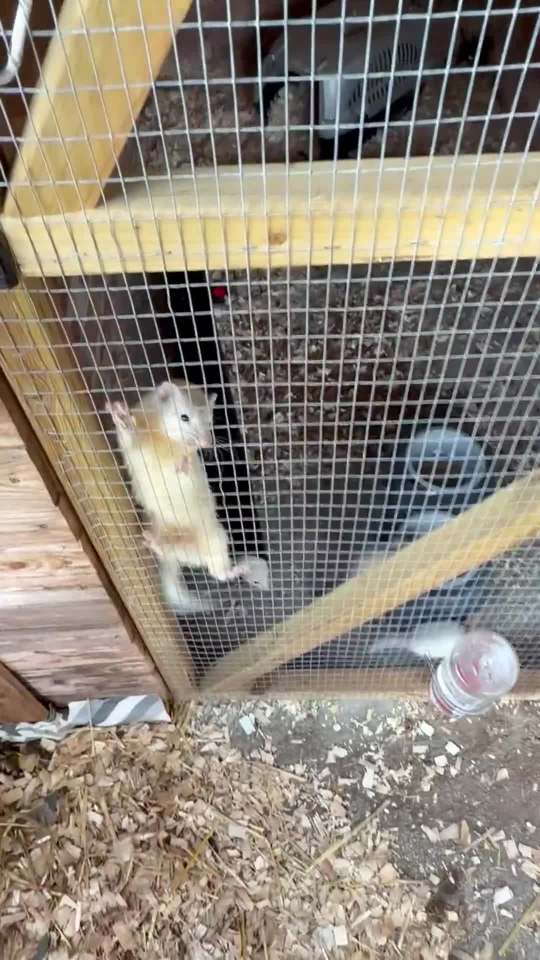 Ferret rodents for sale: Half micro ferret to greyhound type  - Video 2