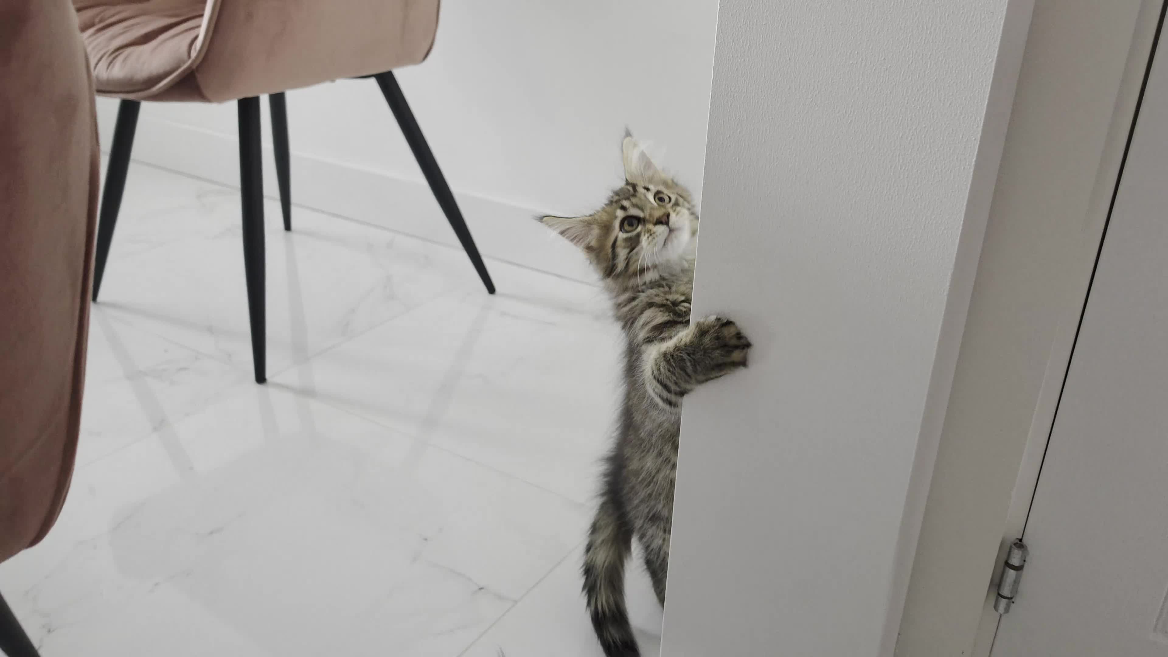Maine Coon cats for sale: Beautiful Maine Coon Kittens for Sale - Video 1