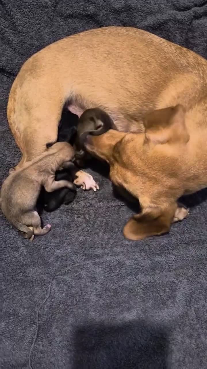 Chiweenie dogs for sale: 4 gorgeous dachund mixed with chihuahua  in Newcastle - Video 1