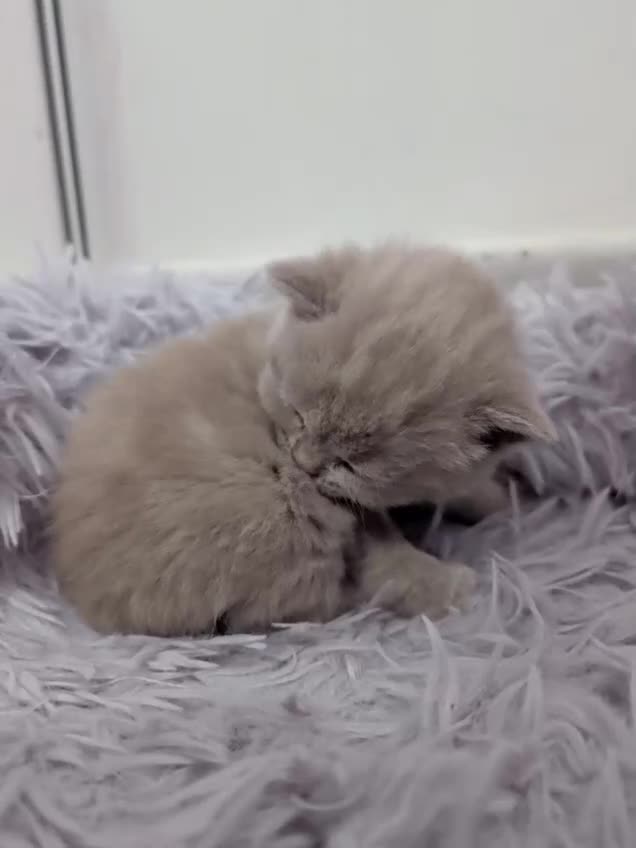 British Shorthair cats for sale: Cute fully british short hair kittens - Video 1