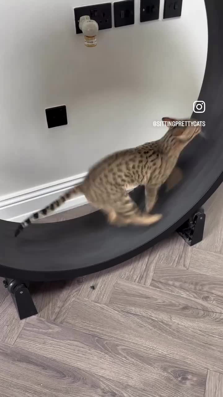 Savannah cats for sale: Beautiful Affectionate F5 Savannah Kitten –Reduced - Video 1