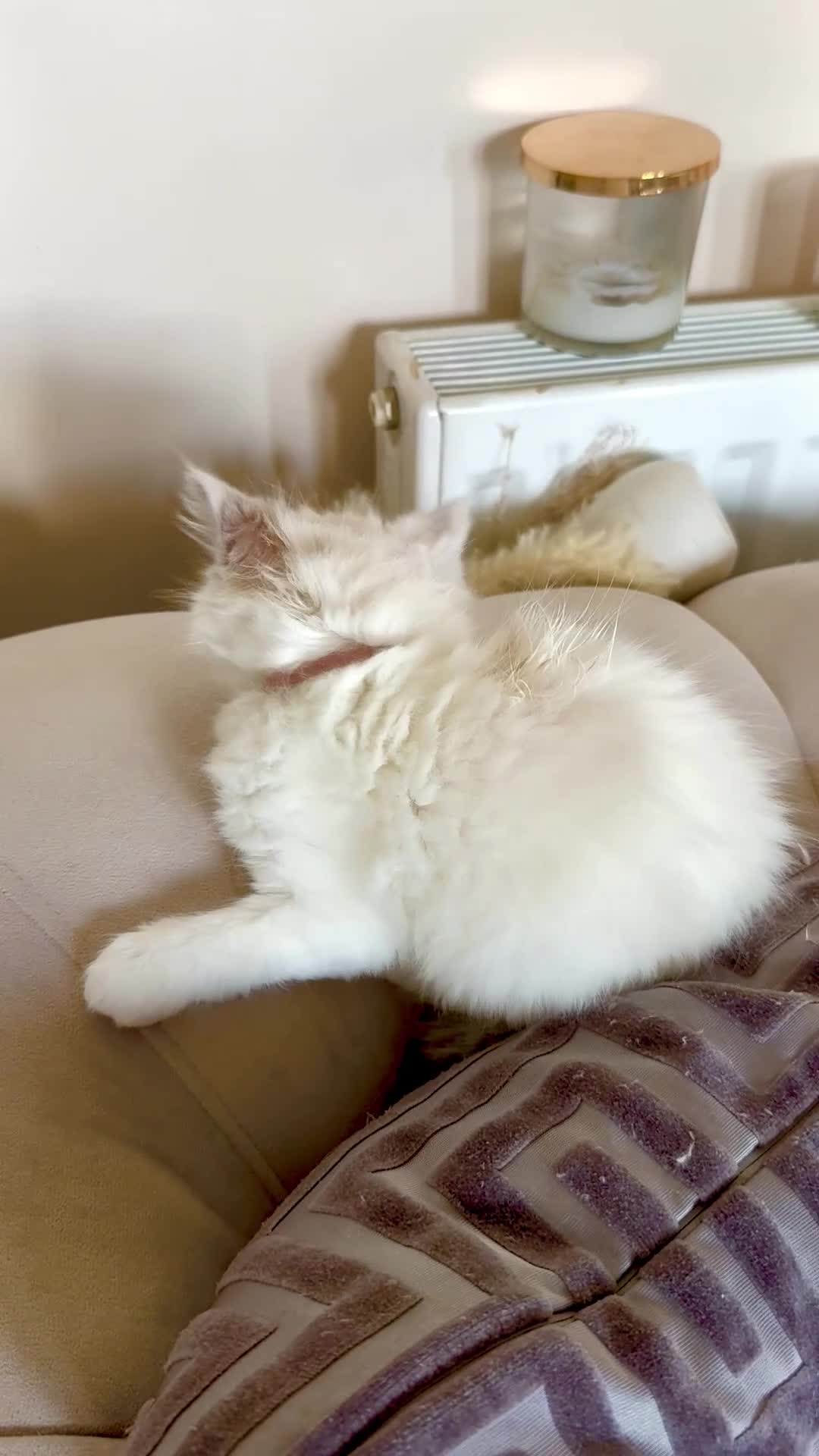 Ragdoll cats for sale: 🐾 Beautiful Ragdoll Kittens - Stunning example - Video 1