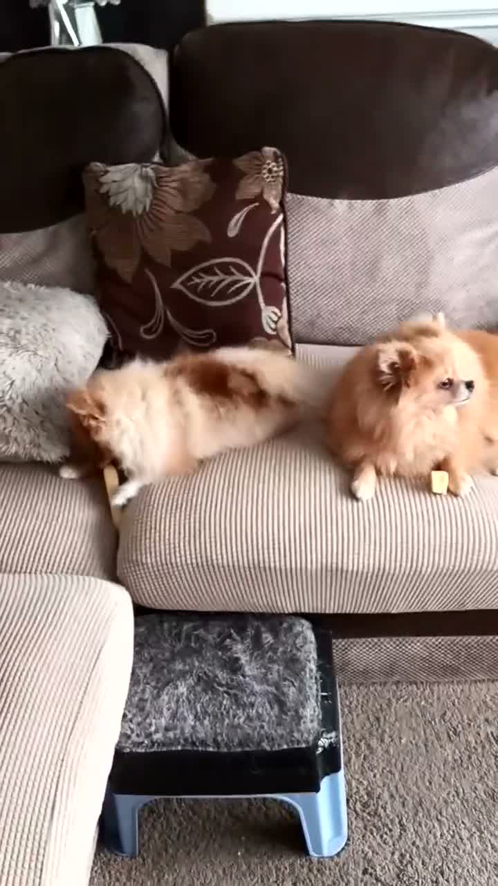 Pomeranian dogs for sale: Beautiful 7 months old male Pomeranian in Wigan - Video 1