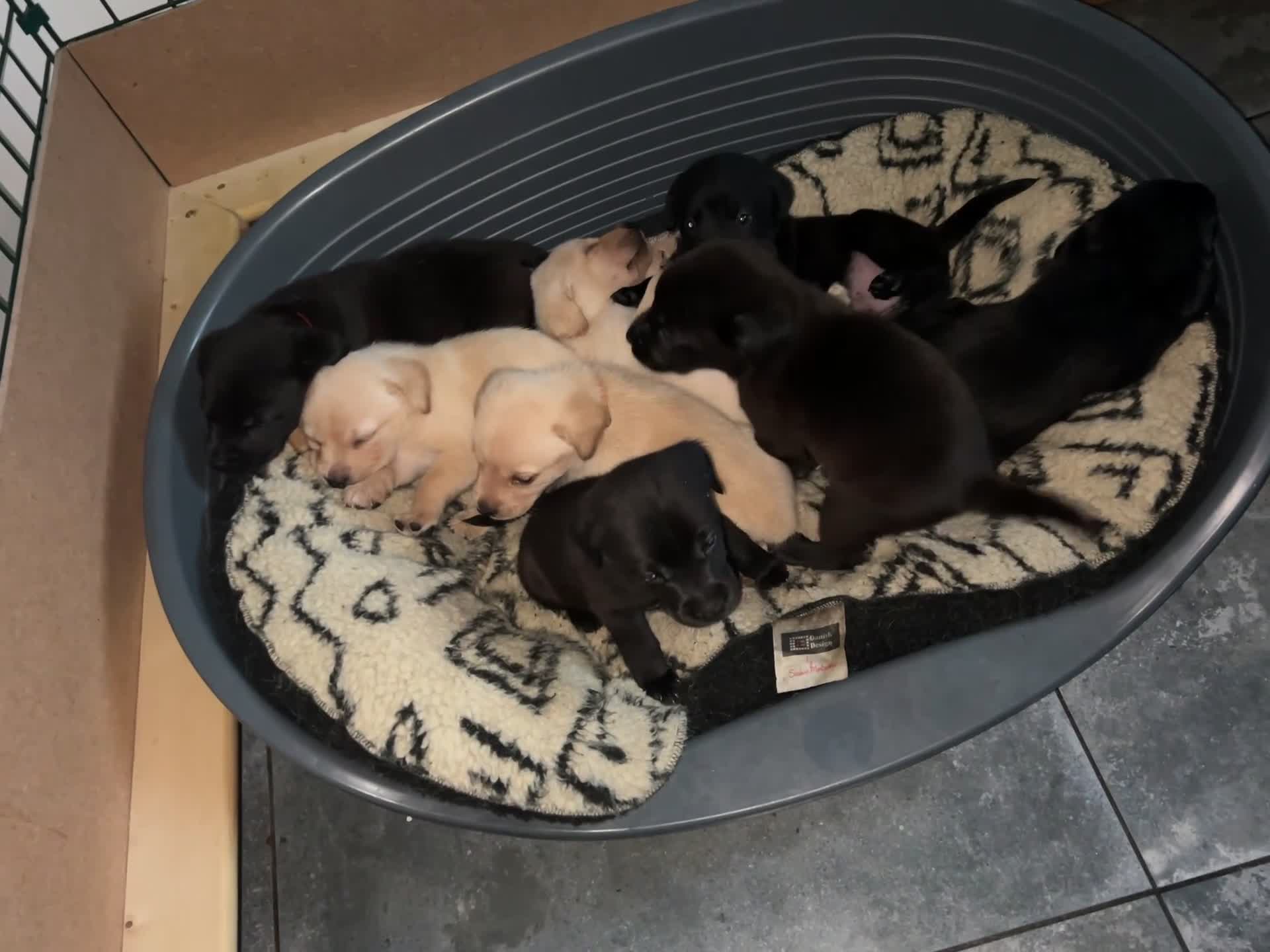 Labrador Retriever dogs for sale: Labrador Puppies - Video 1