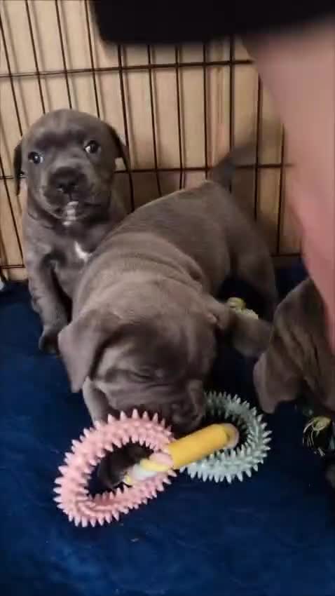 Staffordshire Bull Terrier dogs for sale: 3 KC Registered Blue Staffordshire Bull Terriers - Video 1