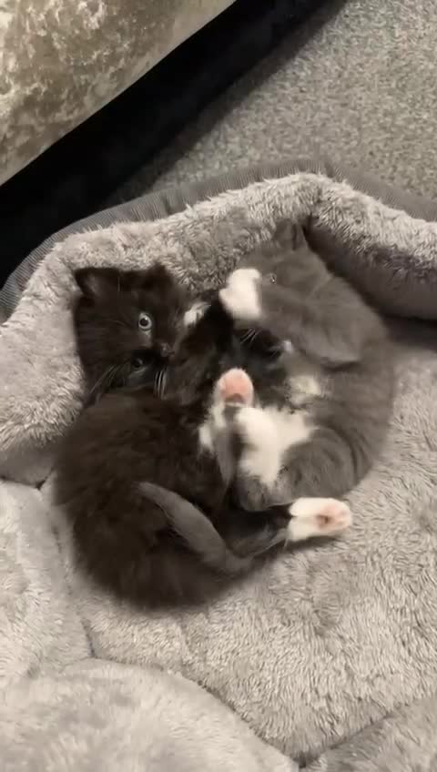 Maine Coon cats for sale: Half Mainecoon and Half British Shorthair  - Video 2