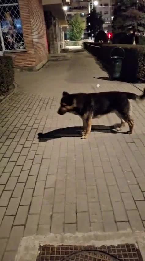 Mixed Breed dogs for adoption: Urgent Foster or Adoption - Video 1