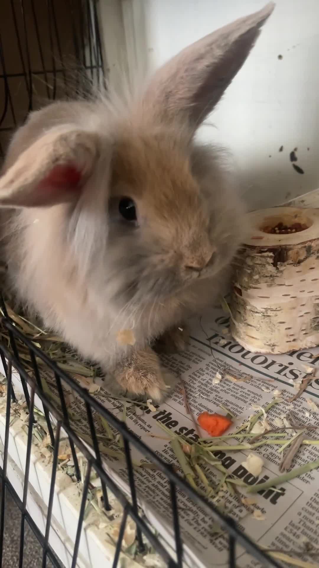 Mini Lion Lop rabbits for sale: Mini lion lop looking for new loving home. 🐰  in Slough - Video 1