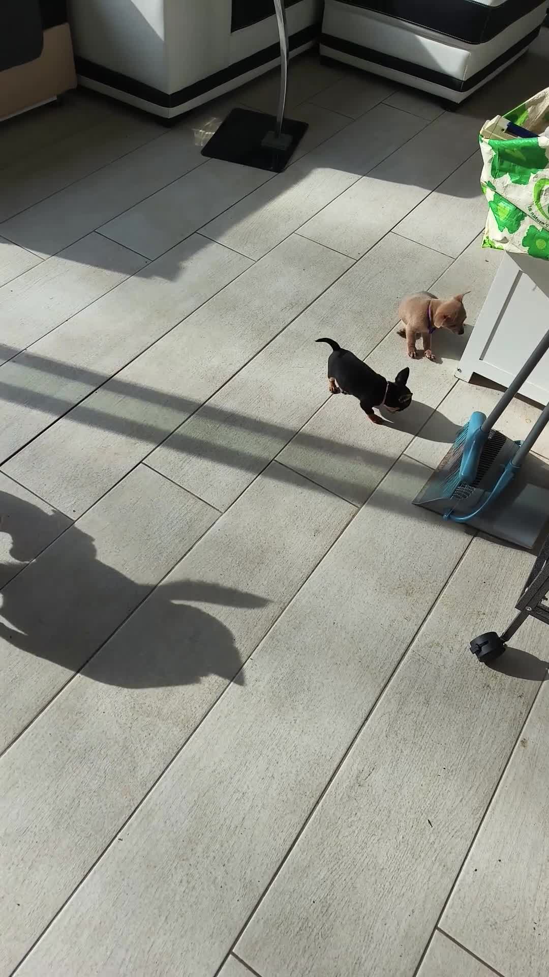 Chihuahua dogs for sale: 🐾Beautiful Xmas Day Chihuahua Puppies-Ready Now🐾 - Video 1