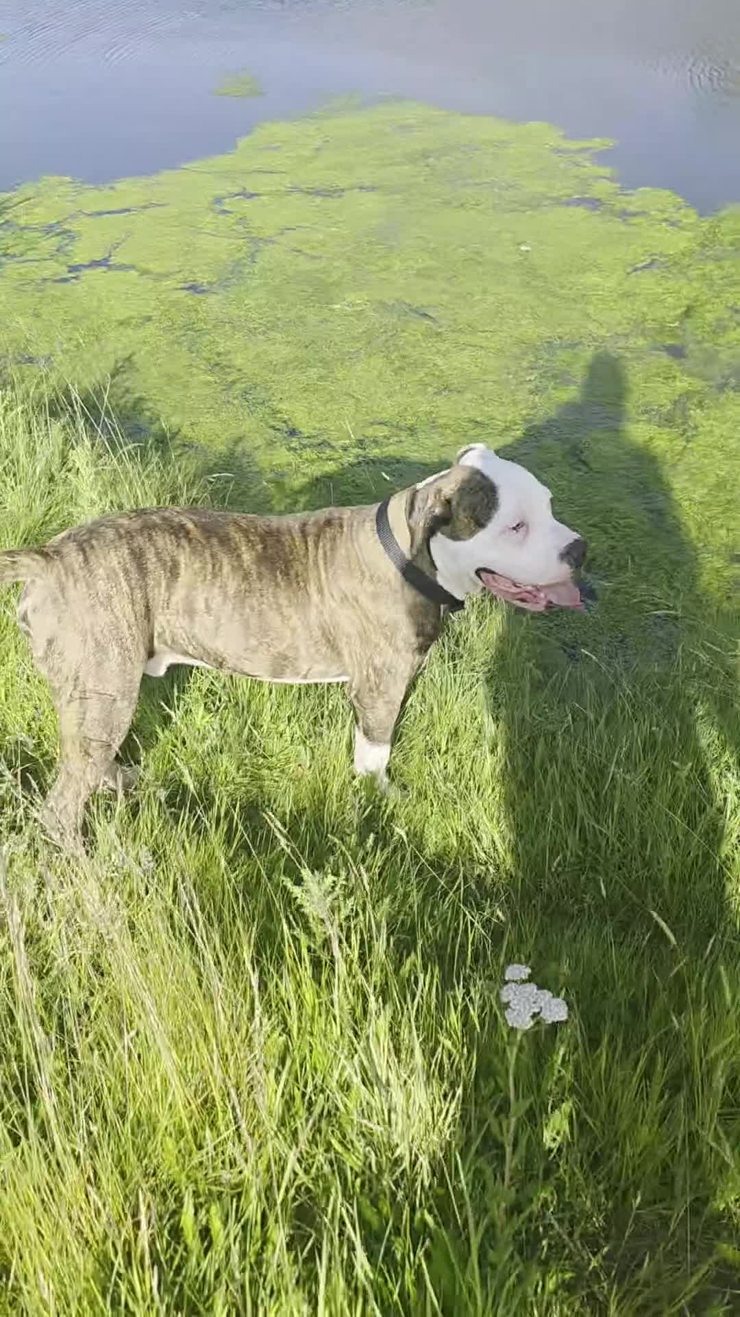 American Bulldog dogs for sale: 8 and a half month old American bulldog  in Wotton-under-Edge - Video 2