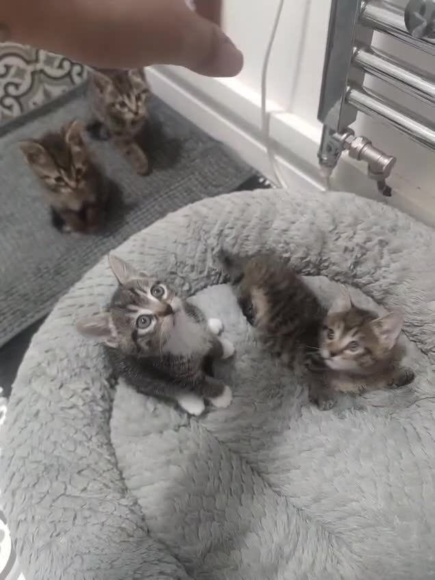 Mixed Breed cats for sale: Kittens looking for home  - Video 1
