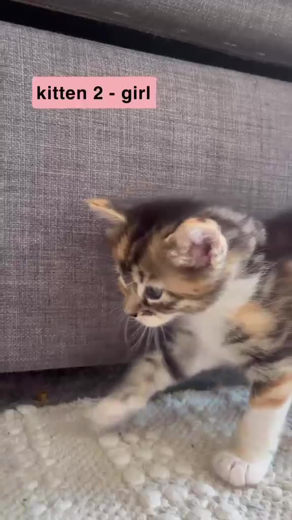 Mixed Breed cats for sale: Bengal - Maincoon mix - Video 2