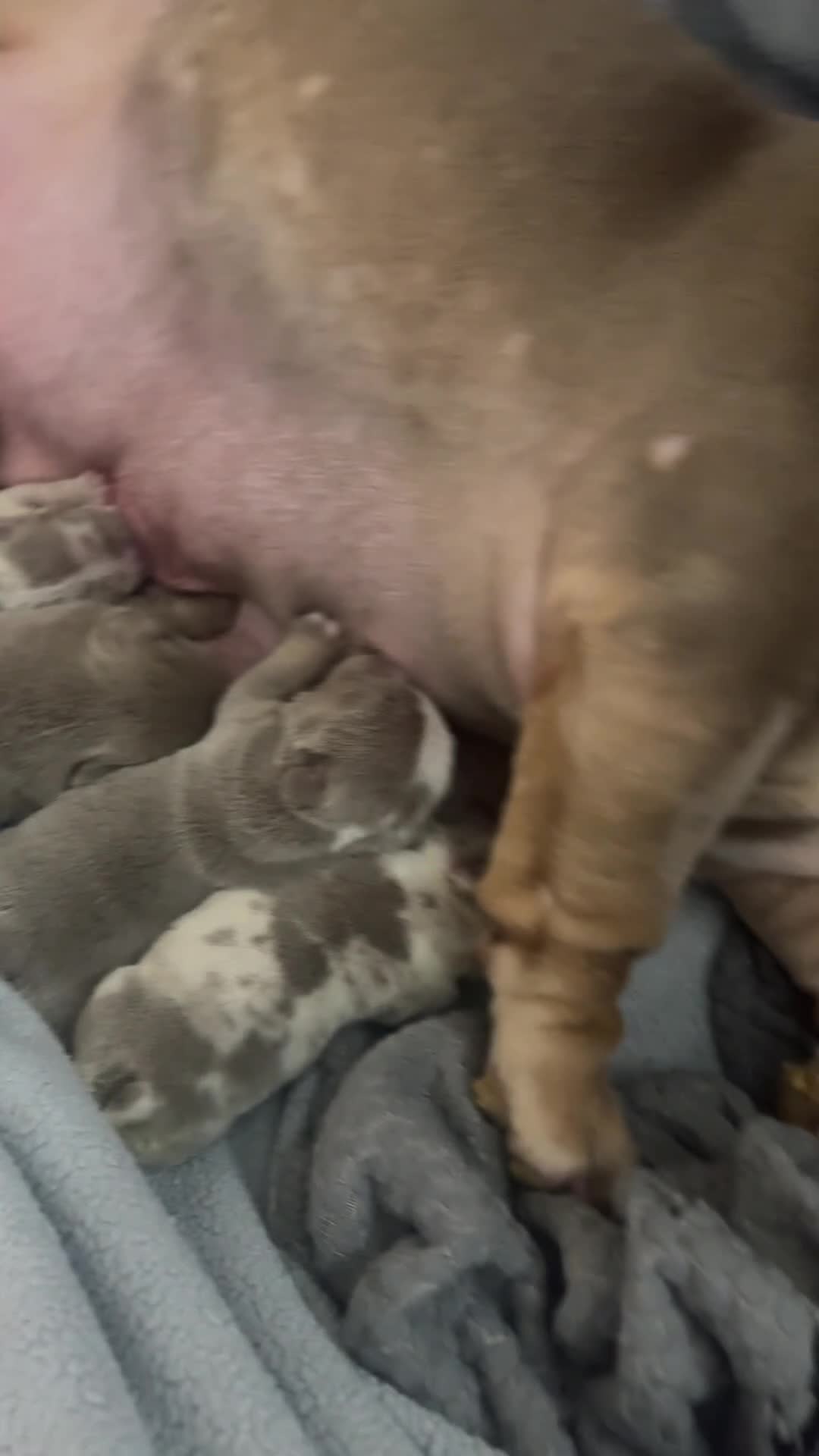 English Bulldog dogs for sale: 3 amazing boys ready to leave  in Liverpool - Video 1