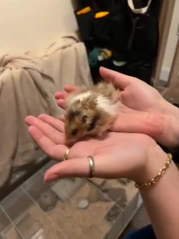 Hamster rodents for sale: Baby male hamster for sale  - Video 1