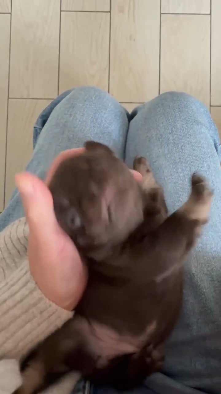 Pug dogs for sale: Kc lilac and choc pugs - 5 star licenced breeder - Video 2