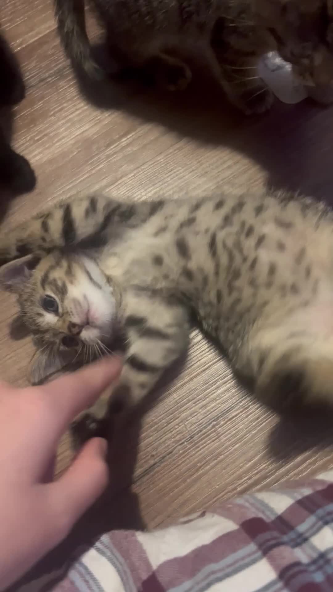 Mixed Breed cats for sale: 4 pretty kittens - Video 3