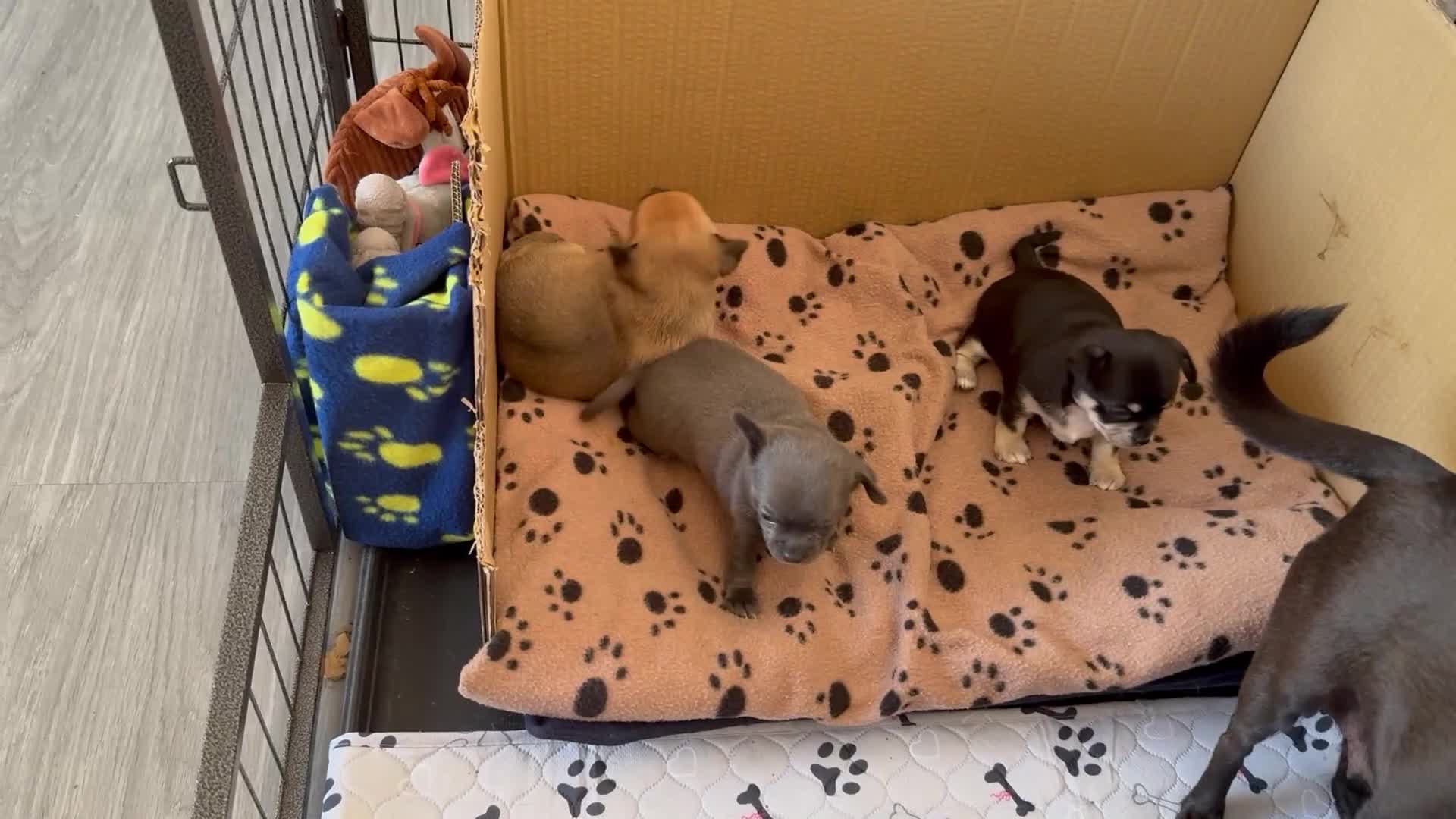 Chihuahua dogs for sale: Stunning Little Short Coat Chihuahuas - Video 1