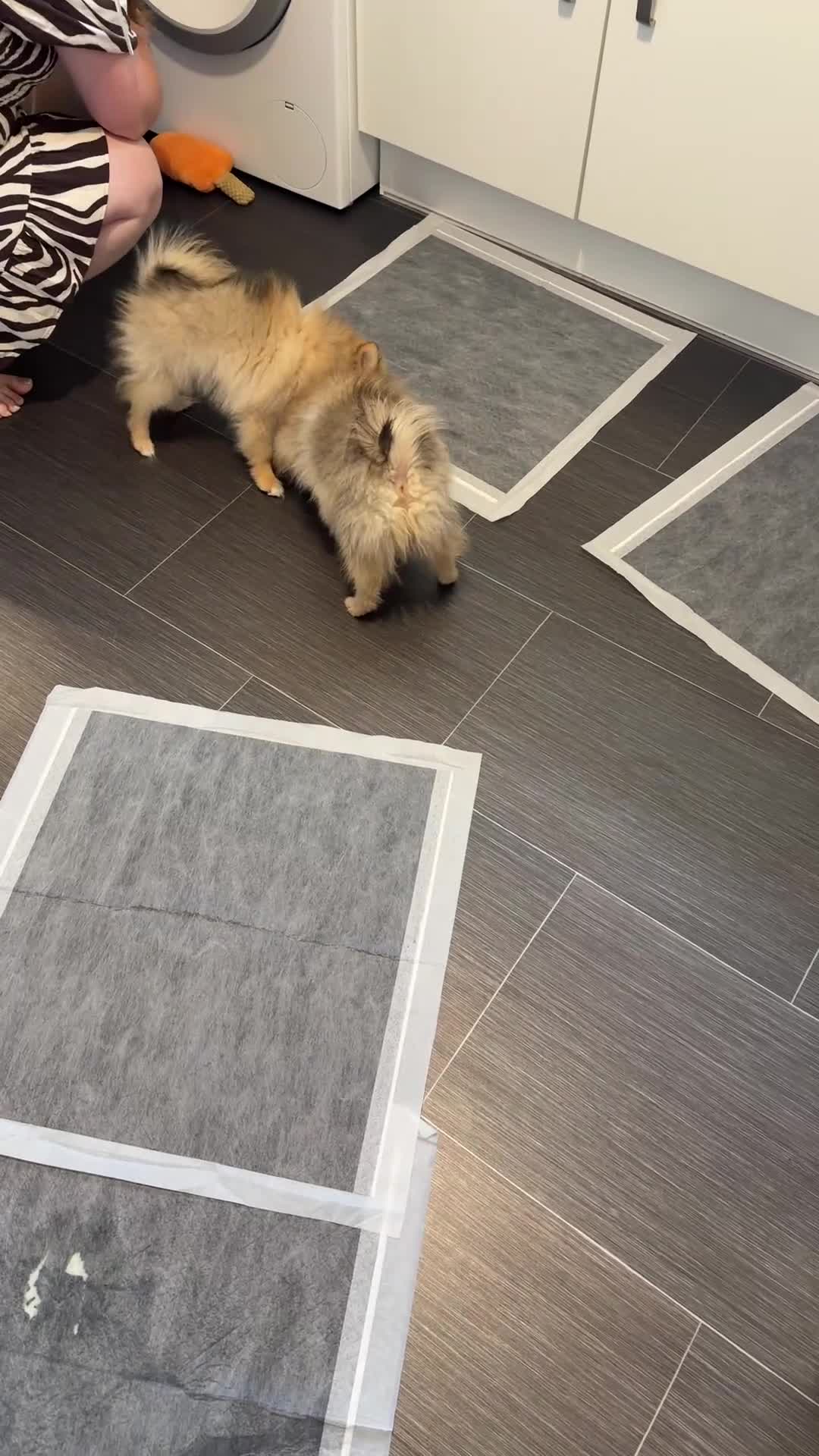 Pomeranian dogs for sale: 🐾 Last 2 Pomeranian Puppies Available! 🐾  - Video 2