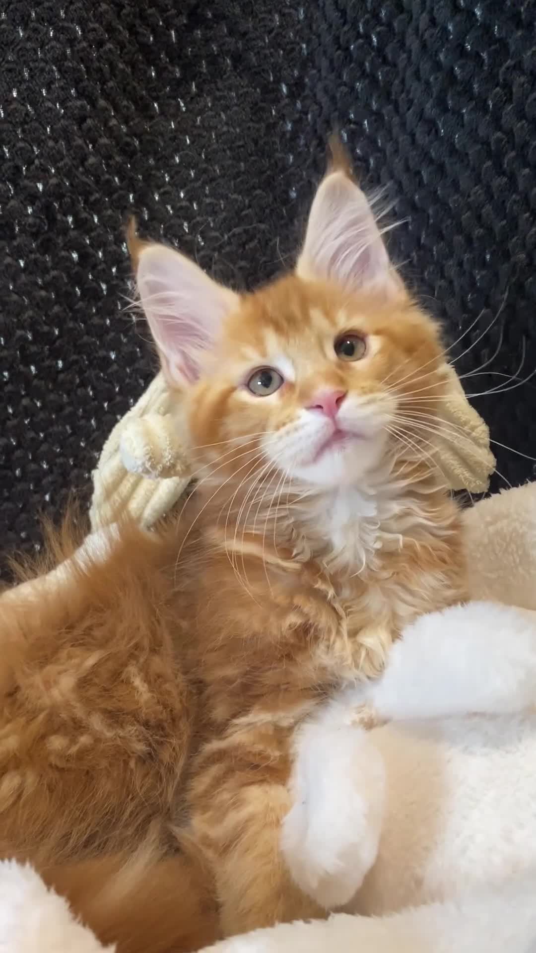 Maine Coon cats for sale: Monarch, Maine coon PEDIGREE XL kittens - Video 3