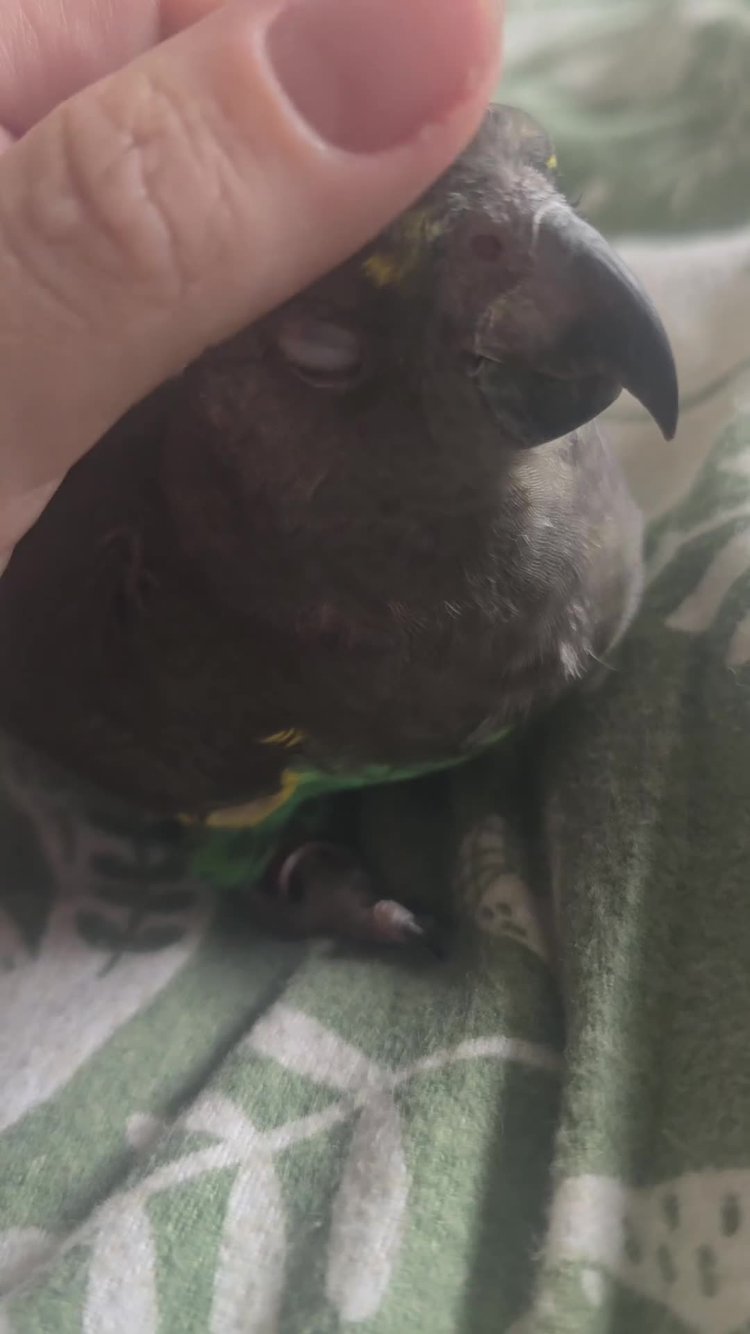 Parrots birds for sale: Myner parrort  - Video 1