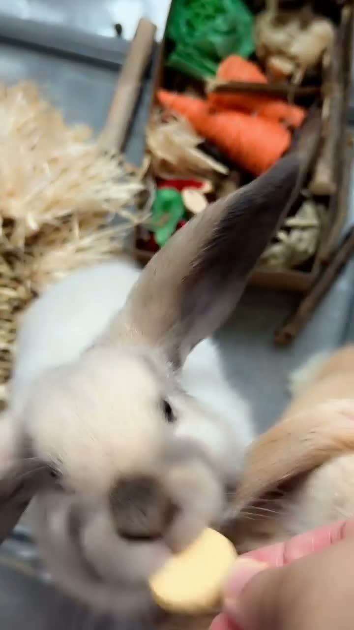 Mini Lop rabbits for sale: Bunny Haven  in Cheadle - Video 1