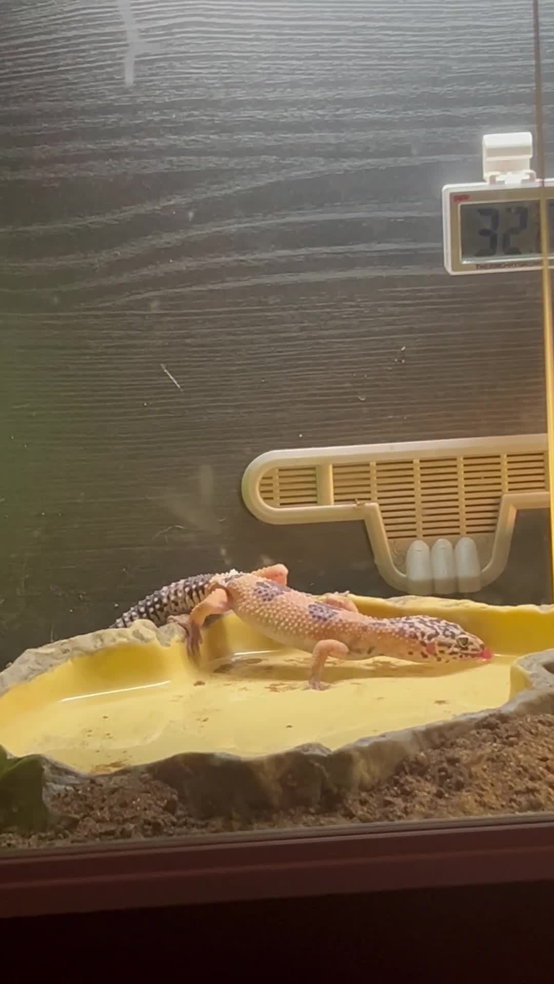 Leopard Gecko reptiles for sale: Leopard Gecko + Vivarium Set Up - Video 1