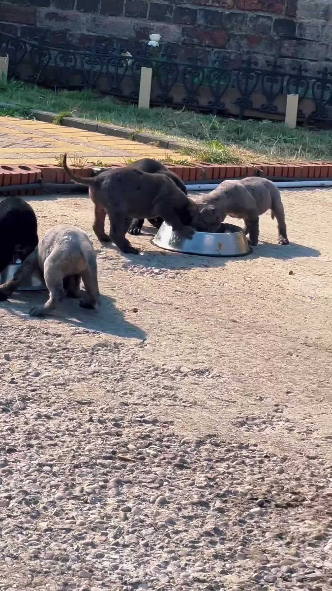 Cane Corso dogs for sale: Cane corso pups  - Video 2