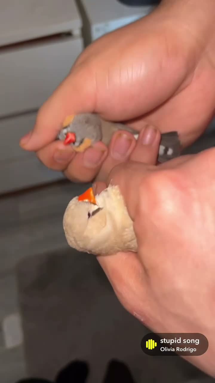 Finches birds for sale: A pair of breeding Zebra Finches  in Salford - Video 1
