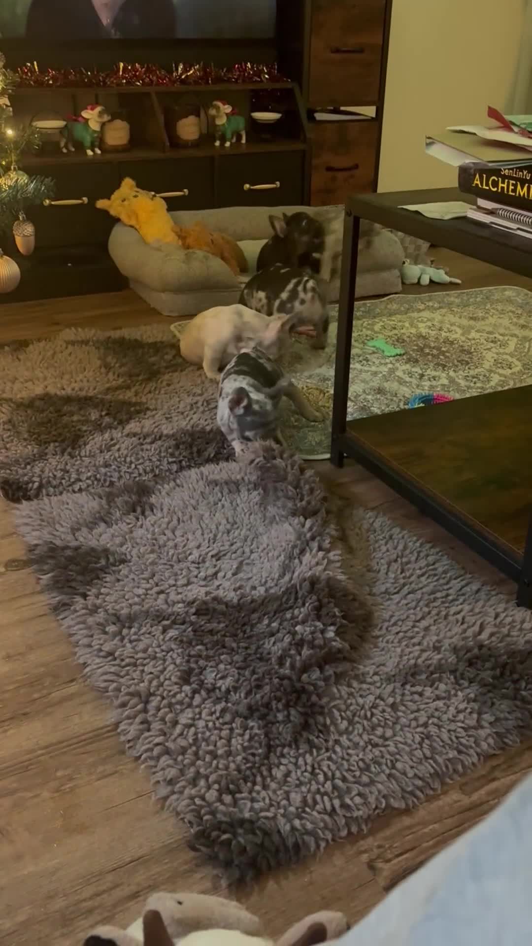 French Bulldog dogs for sale: 5 female French bulldogs  - Video 2