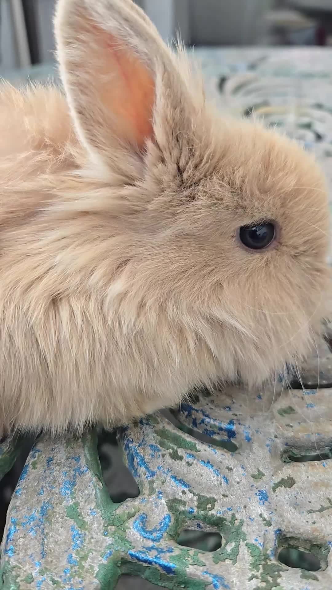 Lionhead rabbits for sale: Cutest blue eye Supersoft Double mane lion head  - Video 1