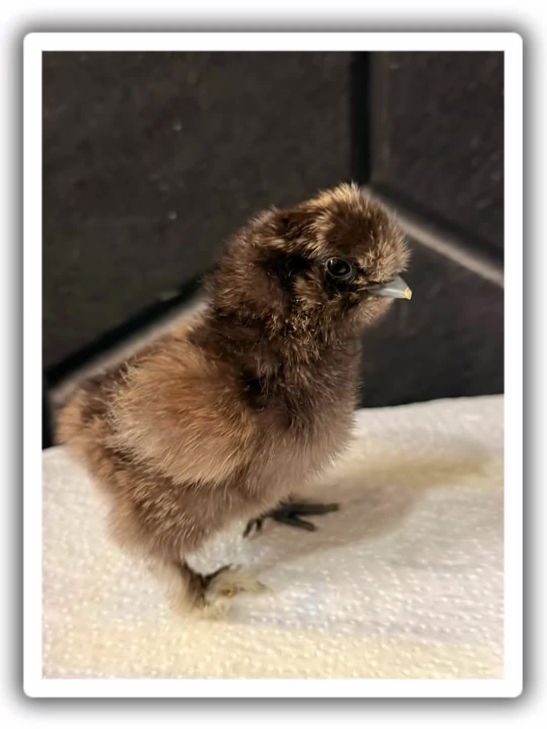 Chickens poultry for sale: Silkie chicks - Video 1
