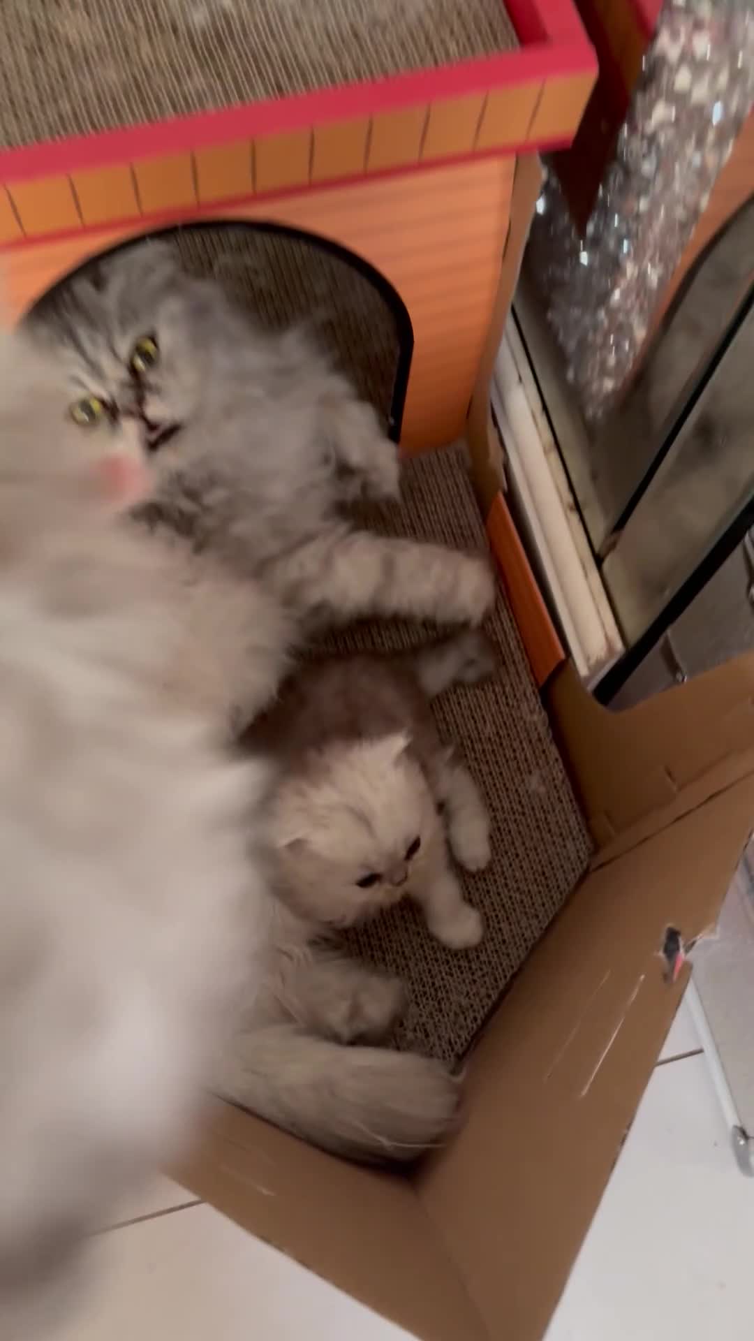 Persian cats for sale: 🐾 TWO BEAUTIFUL PERSIAN KITTENS AVAILABLE 🐾 - Video 3