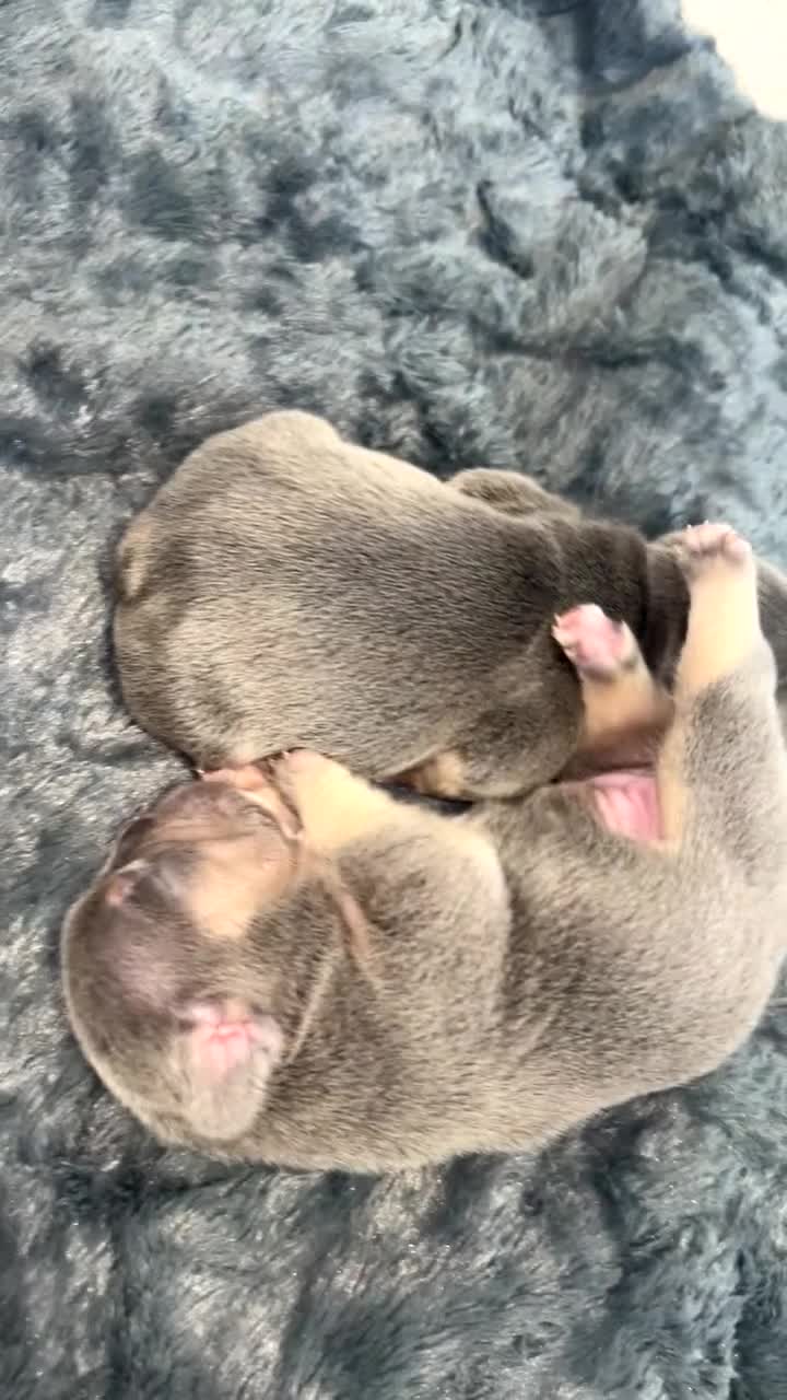 French Bulldog dogs for sale: Two Beautiful Girl French Bulldogs  - Video 1