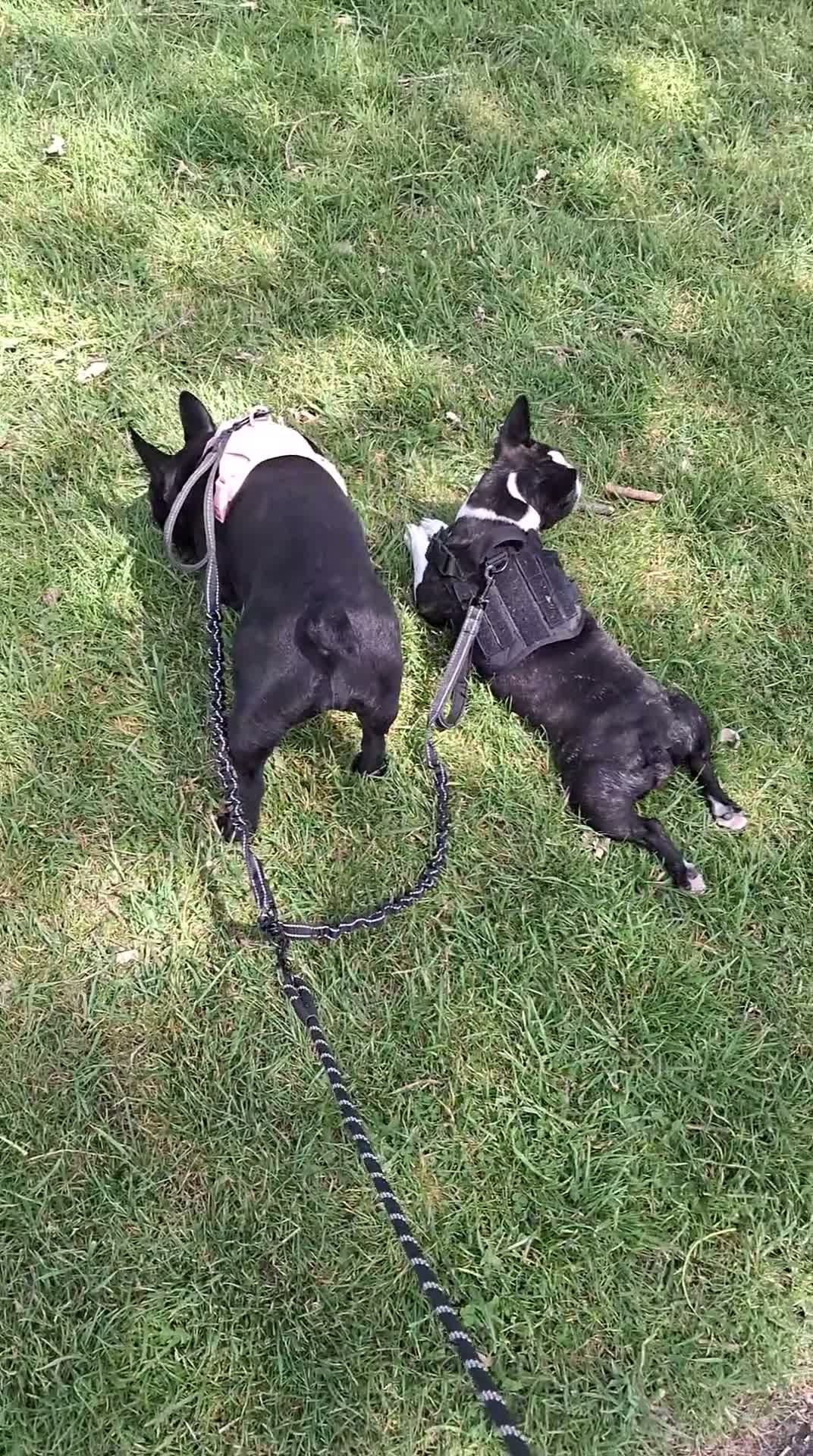 Mixed Breed dogs for sale: Kiki and Momo best friends in Poole - Video 1