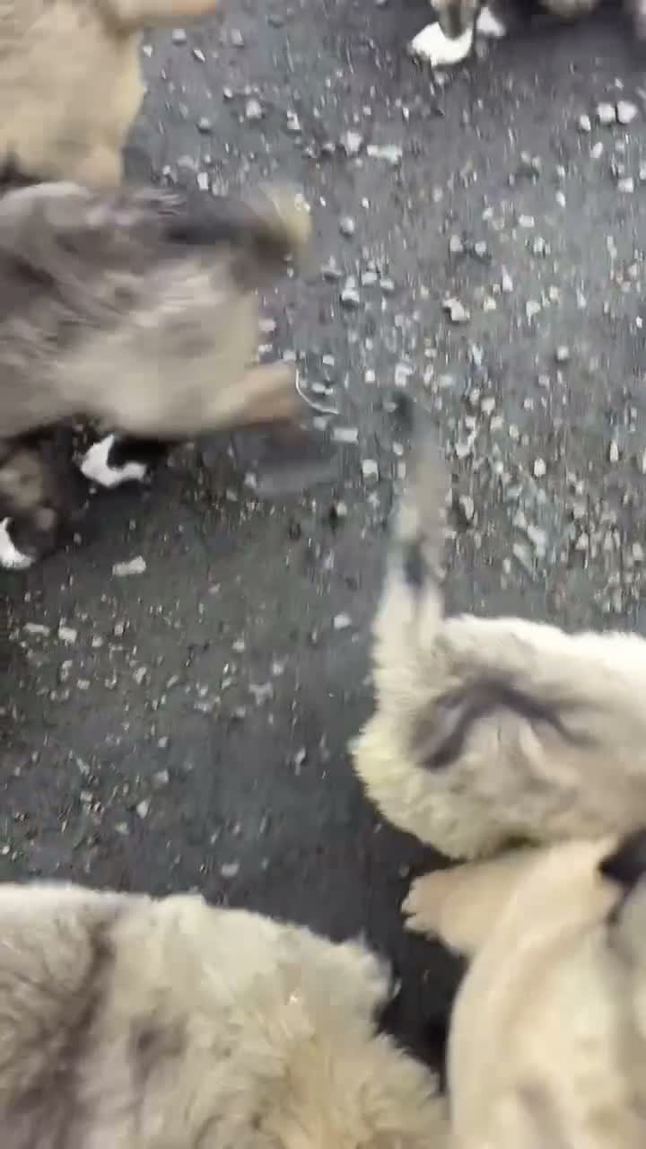 Caucasian Shepherd Dog dogs for sale: Caucasian shepherd pups. Final litter - Video 1
