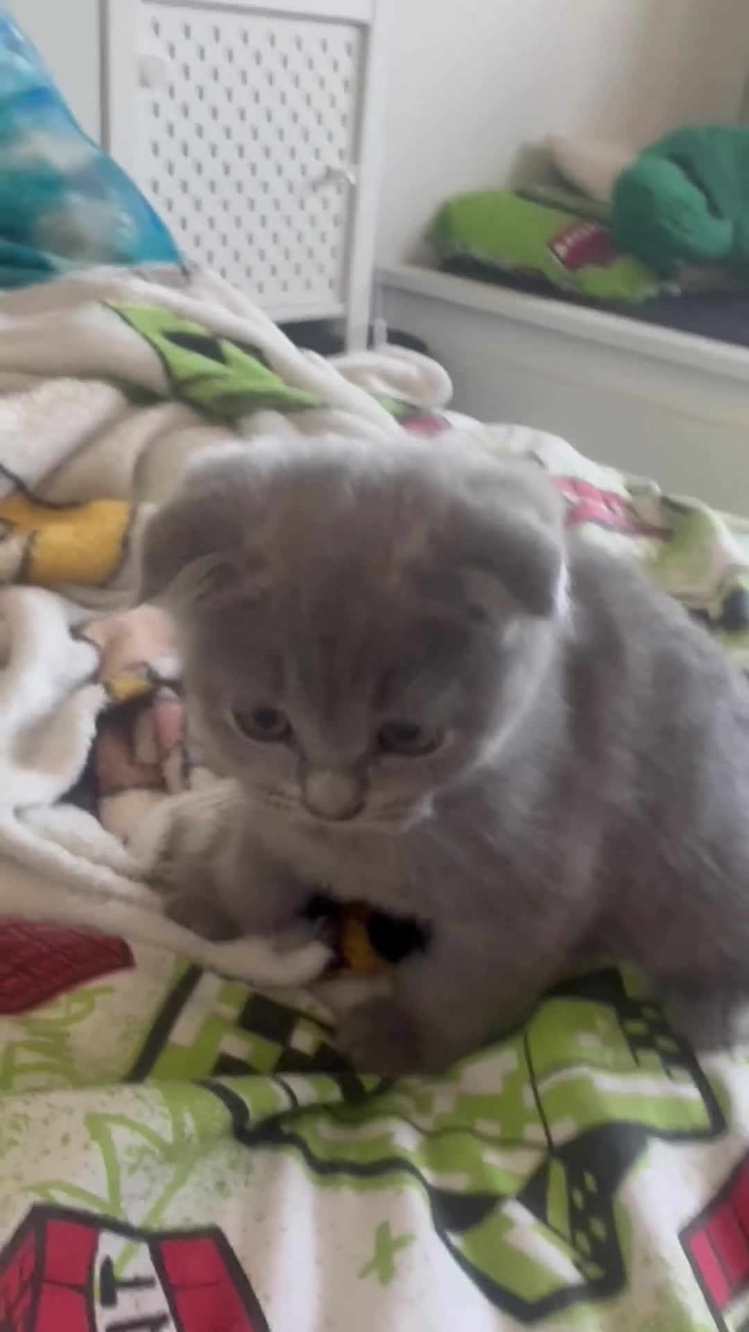 Scottish Fold cats for sale: Gorgeous Scottish Fold kittens TWO LEFT! READY NOW - Video 1