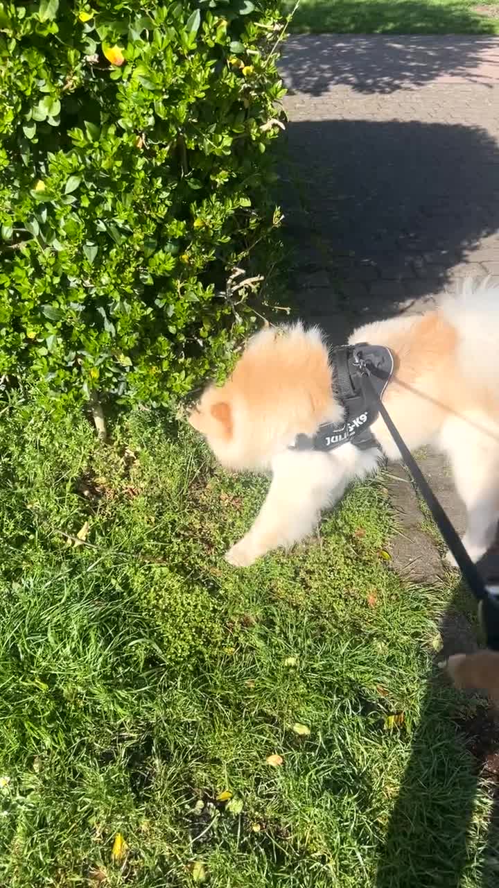 Chow Chow dogs for sale: Blaze in Dudley - Video 2