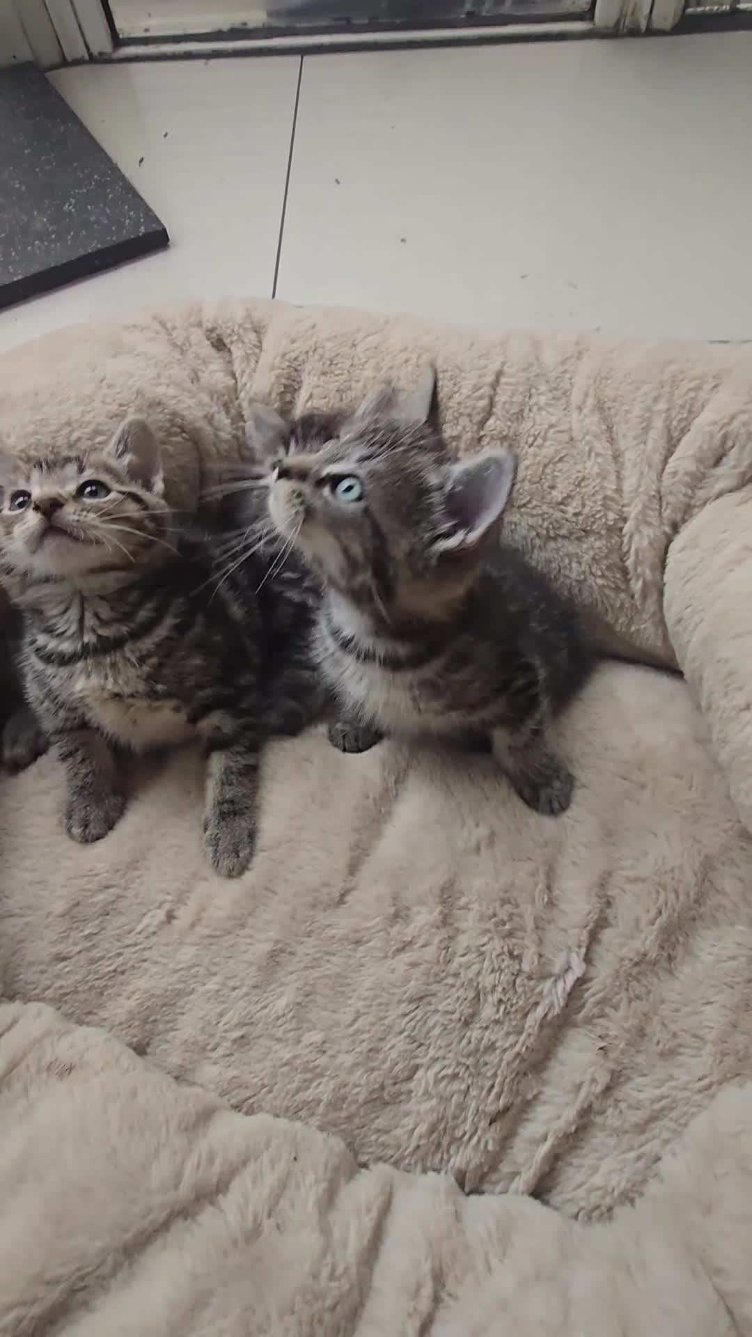 Maine Coon cats for sale: Adorable kittens Maine Coon mixed  - Video 1