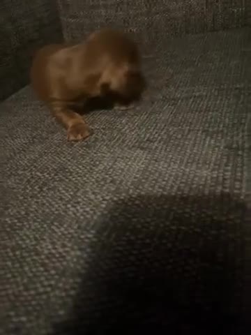 Dachshund dogs for sale: Exceptional Puppies 1 Boy boy left  - Video 1