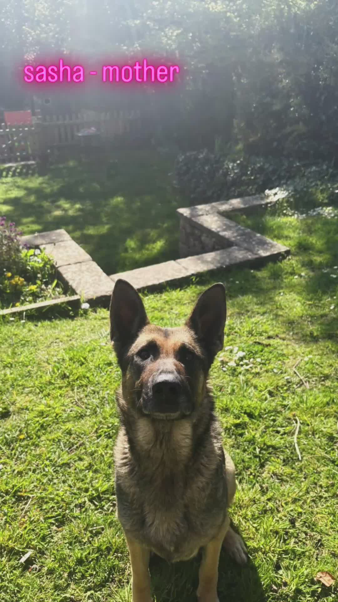 Shepsky dogs for sale: syberian huskyx malinois x german shepherd puppies in Gillingham - Video 4