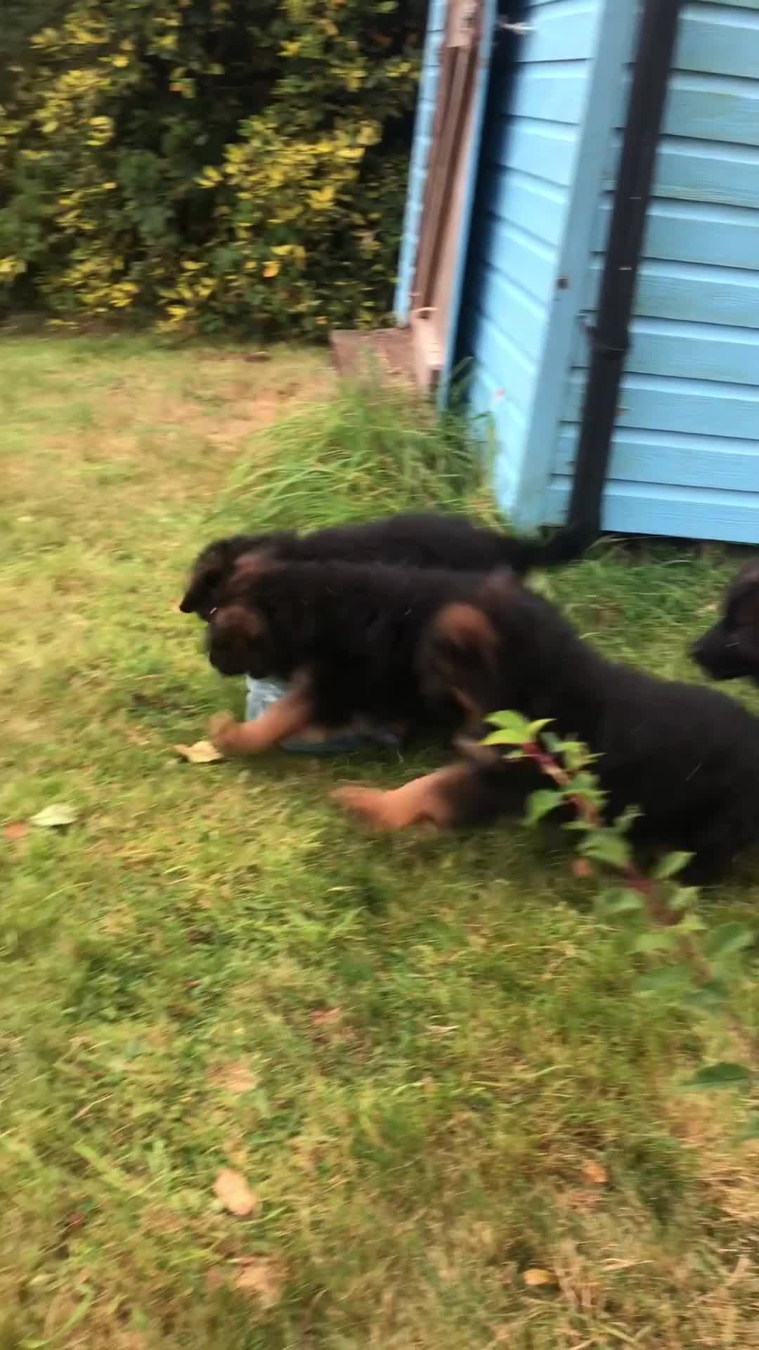 German Shepherd dogs for sale: Beautiful chunky long haired black, tan & red pups - Video 2