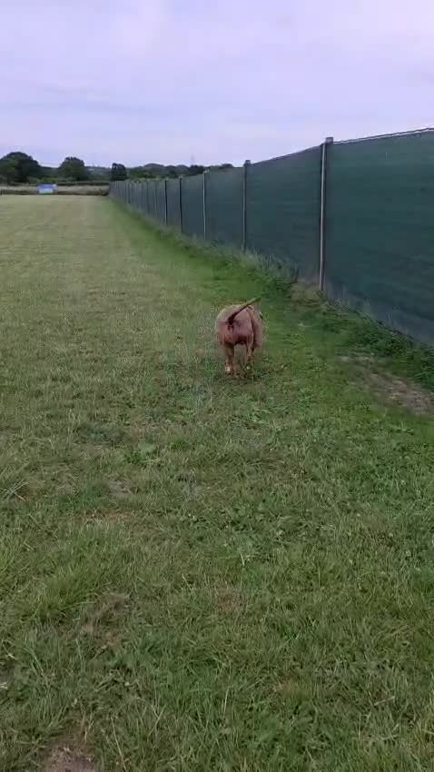American Bully dogs for sale: Rehoming due to no fault of her own  - Video 1